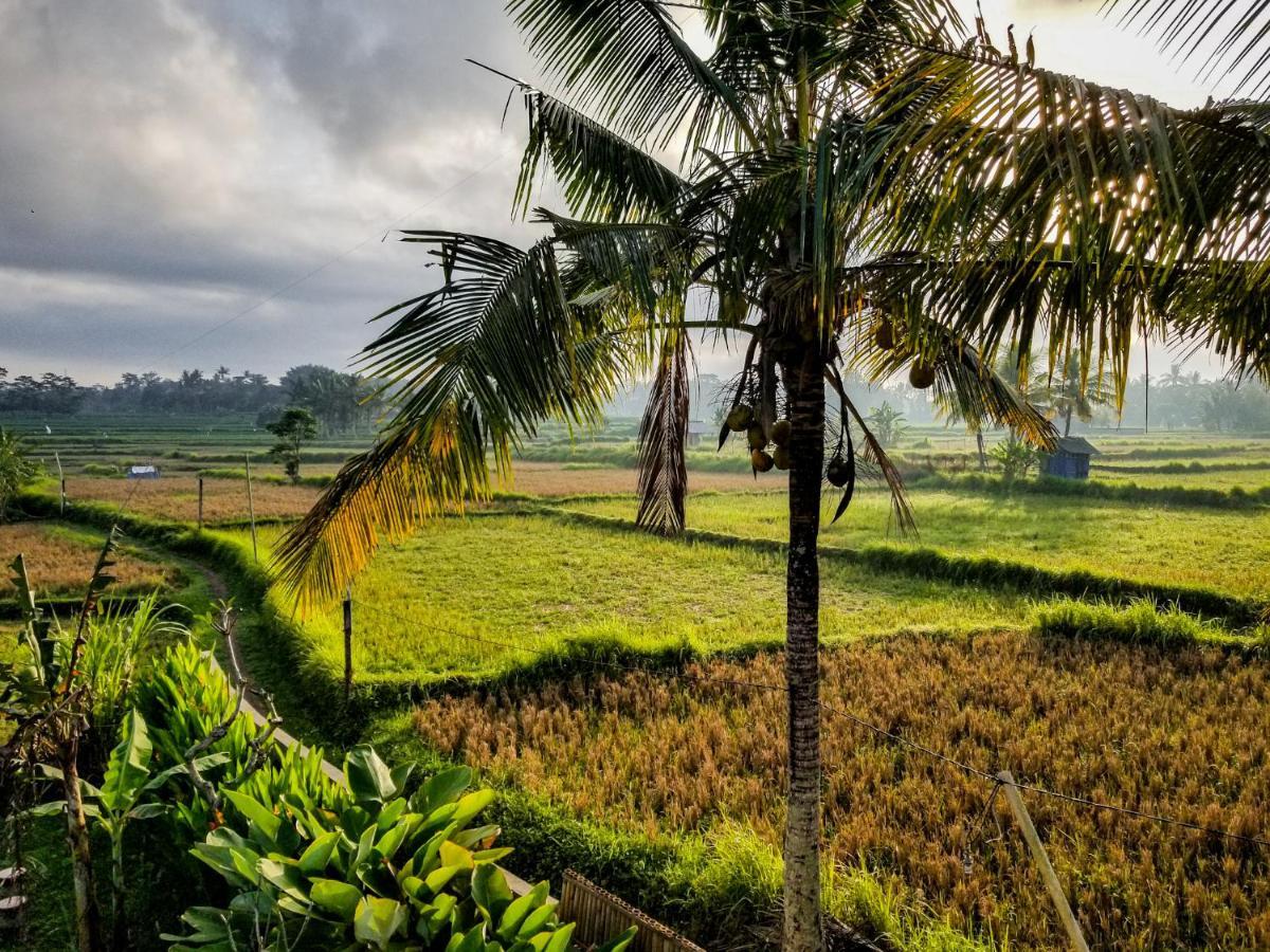 Mancur Guesthouse Ubud Extérieur photo