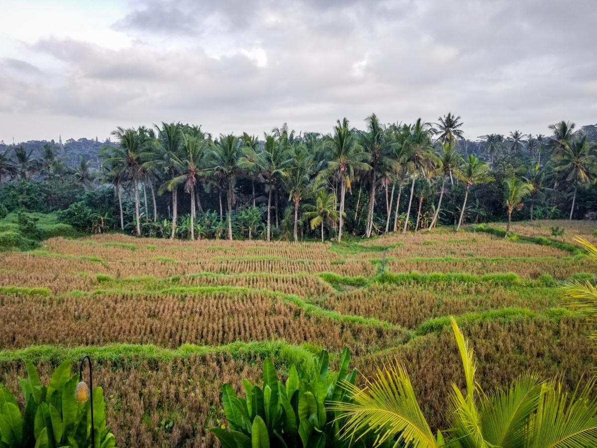 Mancur Guesthouse Ubud Extérieur photo